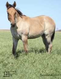 Annabone's 2021 Dun Roan Filly